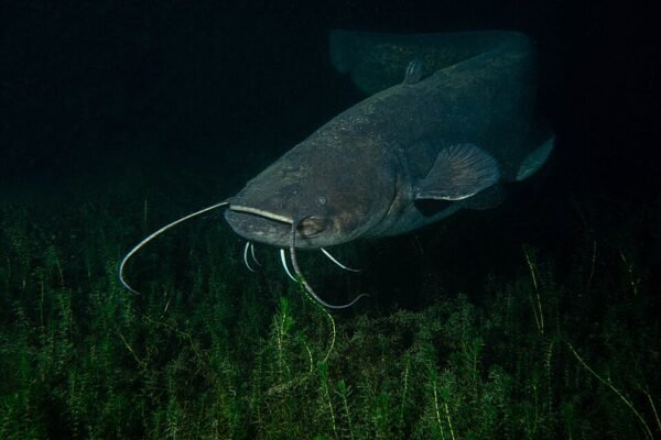 Großer Europäischer Wels schwimmt unter Wasser in einem Hafen