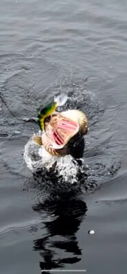 Hecht schnappt an der Wasseroberfläche nach einem grün-gelben Kunstköder