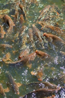 Zahlreiche Karpfen drängen sich an einem Futterplatz nahe der Wasseroberfläche