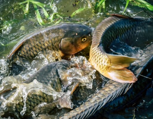 Mehrere Karpfen drängen sich an einem Futterplatz an der Wasseroberfläche