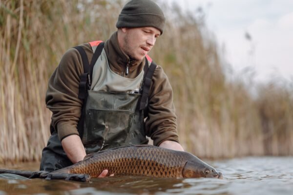 Angler hält einen Karpfen schonend im flachen Wasser