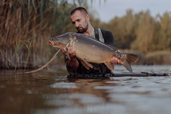 Angler hält einen großen Spiegelkarpfen im flachen Wasser