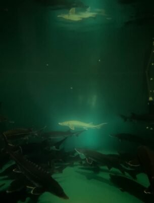 Mehrere Störe schwimmen gemeinsam durch tiefes grünes Wasser