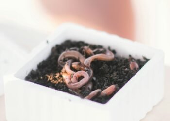 Weiße Köderbox mit lebenden Tauwürmern in feuchter Erde