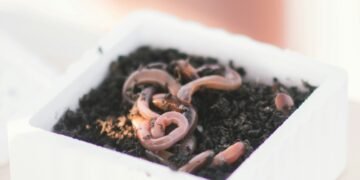 Weiße Köderbox mit lebenden Tauwürmern in feuchter Erde