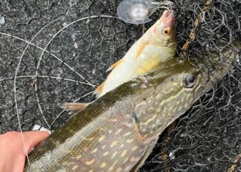 Hecht und kleiner Beutefisch gemeinsam im Kescher