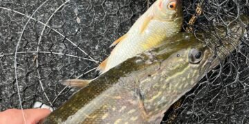 Hecht und kleiner Beutefisch gemeinsam im Kescher