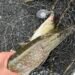 Hecht und kleiner Beutefisch gemeinsam im Kescher