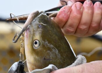 Angler löst mit einer Zange den Haken einer Wels Montage aus dem Maul eines gefangenen Welses