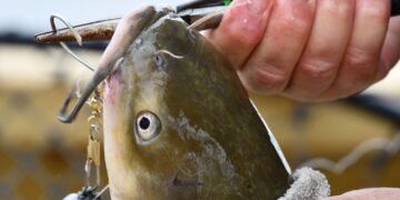 Angler löst mit einer Zange den Haken einer Wels Montage aus dem Maul eines gefangenen Welses