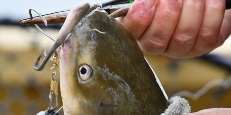 Angler löst mit einer Zange den Haken einer Wels Montage aus dem Maul eines gefangenen Welses
