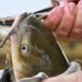 Angler löst mit einer Zange den Haken einer Wels Montage aus dem Maul eines gefangenen Welses