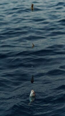 Angelmontage mit mehreren beköderten Haken und einem tropfenförmigen Gewicht über einem Fisch an der Wasseroberfläche.