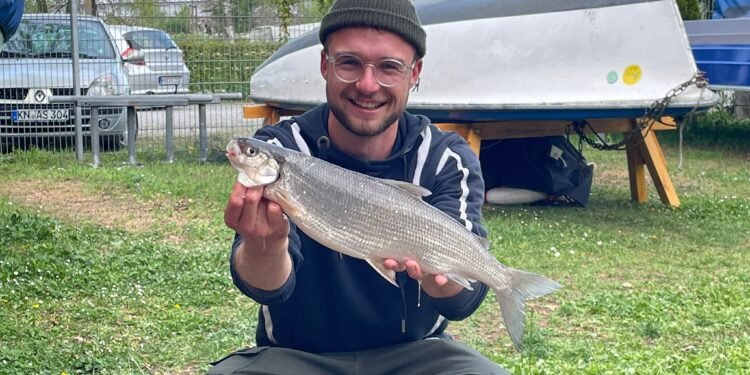 Angler präsentiert einen frisch gefangenen Felchen am Bodensee-Untersee
