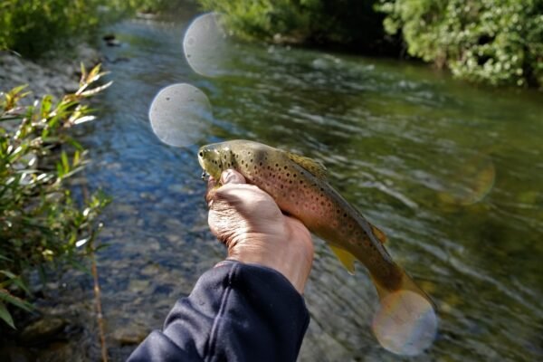 Hand hält eine Bachforelle am Ufer eines fließenden Gewässers