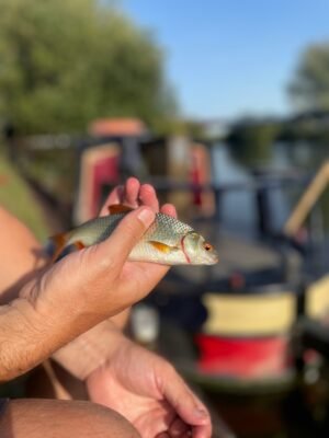 Angler hält ein kleines Rotauge mit silbernen Schuppen und orangefarbenem Auge in der Hand.
