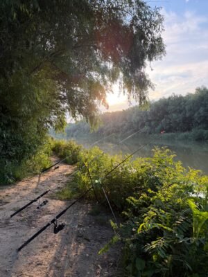 Drei Federruten liegen auf Rutenhaltern an einem bewachsenen Gewässerufer im tief stehenden Sonnenlicht.