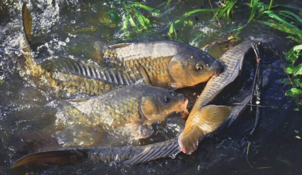 Mehrere Karpfen drängen sich beim Fressen im flachen Wasser