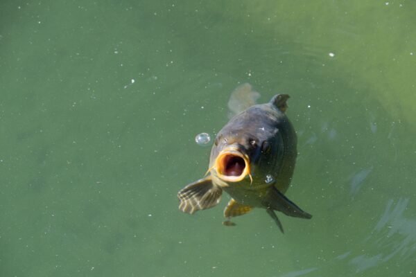 Karpfen mit geöffnetem Maul bei der Futtersuche nahe der Wasseroberfläche