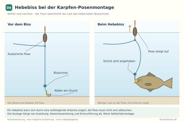 Vorher-nachher-Vergleich eines Hebebisses: Ein Karpfen hebt den Köder samt Bissschrot an, wodurch die Pose aufsteigt.